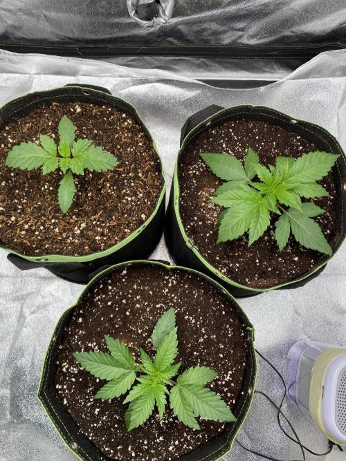 Gassy Bastard / Mambow Juice. Week 3 - d 17