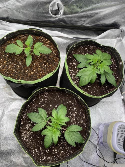 Gassy Bastard / Mambow Juice. Week 3 - d 18