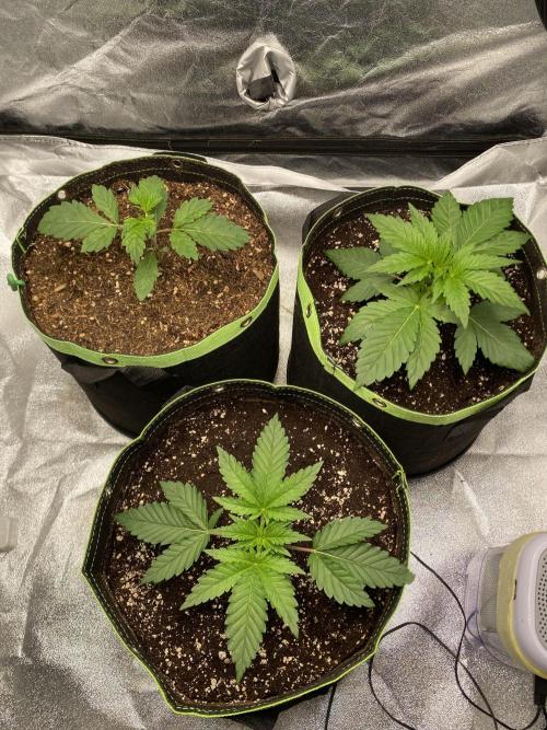Gassy Bastard / Mambow Juice. Week 3 - d 19