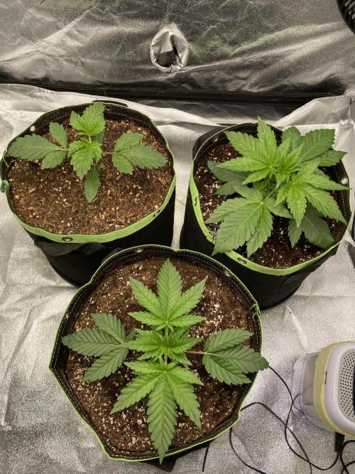 Gassy Bastard / Mambow Juice. Week 3 - d 20