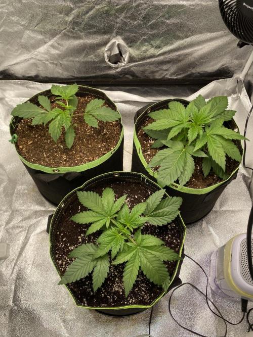 Gassy Bastard / Mambow Juice. Week 3 - d 21