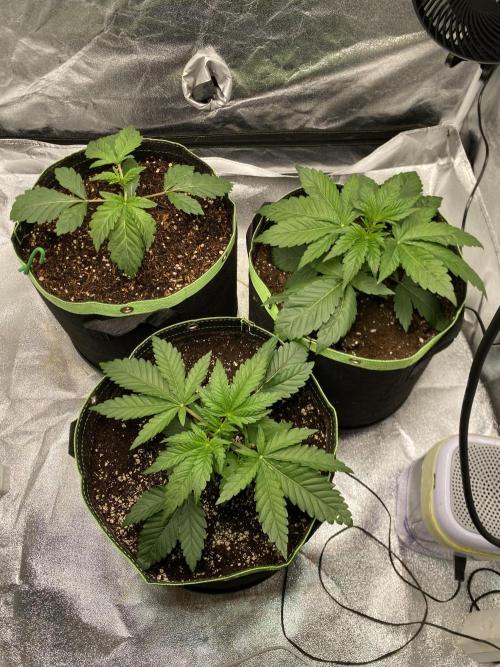 Gassy Bastard / Mambow Juice. Week 4 - d 22