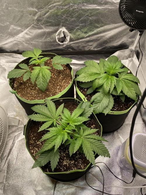 Gassy Bastard / Mambow Juice. Week 4 - d 23