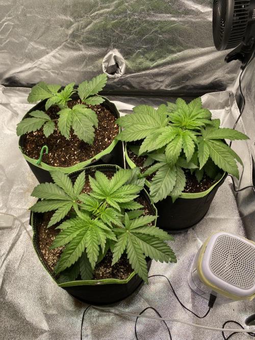 Gassy Bastard / Mambow Juice. Week 4 - d 24