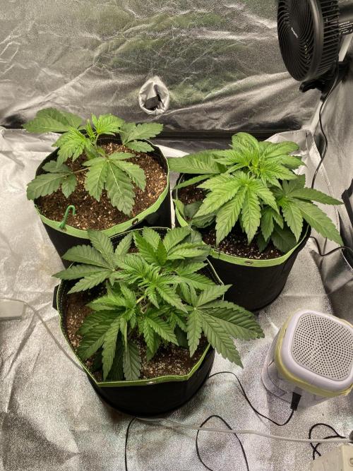 Gassy Bastard / Mambow Juice. Week 4 - d 25