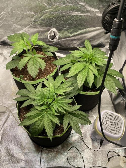 Gassy Bastard / Mambow Juice. Week 4 - d 26