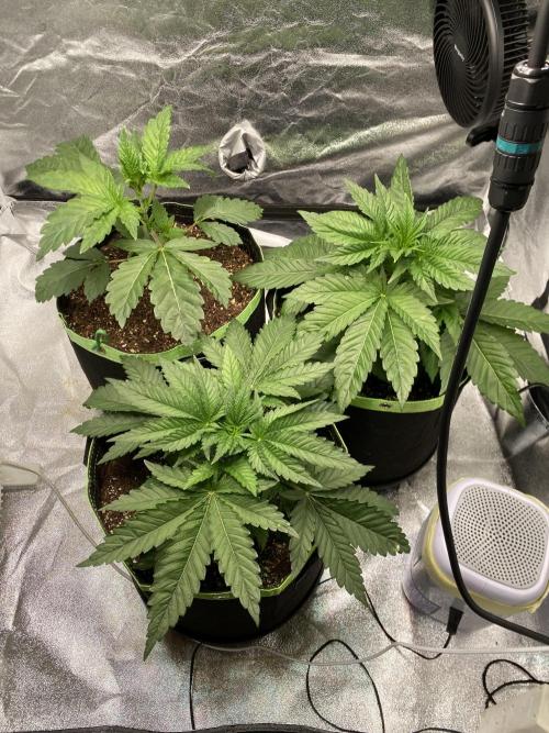 Gassy Bastard / Mambow Juice. Week 4 - d 27
