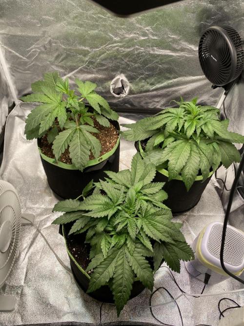 Gassy Bastard / Mambow Juice. Week 4 - d 28