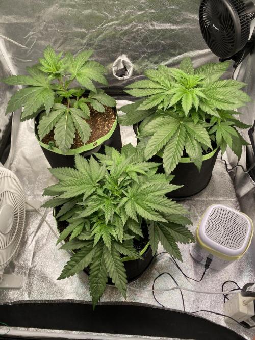 Gassy Bastard / Mambow Juice. Week 5 - d 29 pre