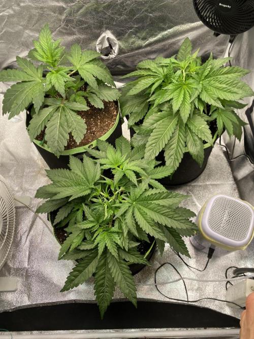 Gassy Bastard / Mambow Juice. Week 5 - d 29 Gassy Bastards topped