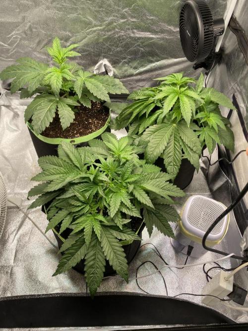Gassy Bastard / Mambow Juice. Week 5 - d 30