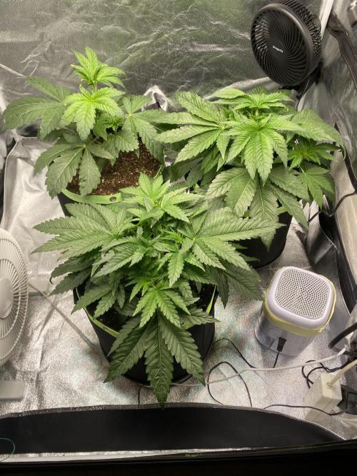 Gassy Bastard / Mambow Juice. Week 5 - d 31