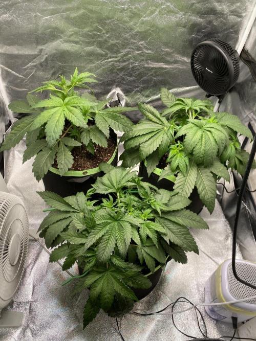 Gassy Bastard / Mambow Juice. Week 5 - d 32