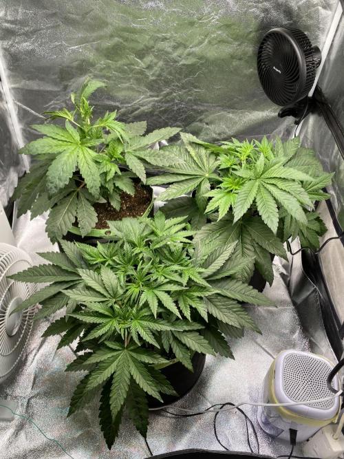 Gassy Bastard / Mambow Juice. Week 5 - d 33