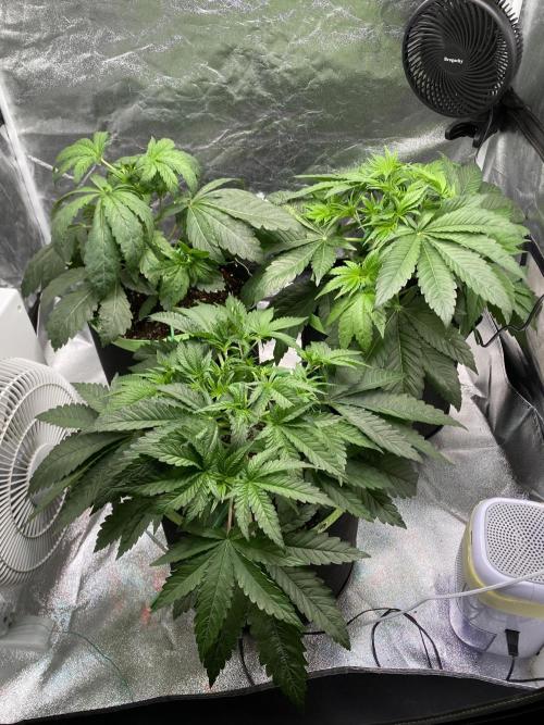 Gassy Bastard / Mambow Juice. Week 5 - d 34