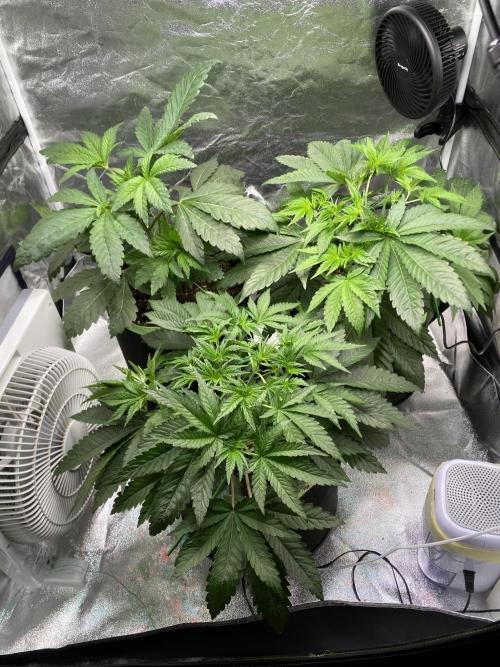 Gassy Bastard / Mambow Juice. Week 5 - d 35