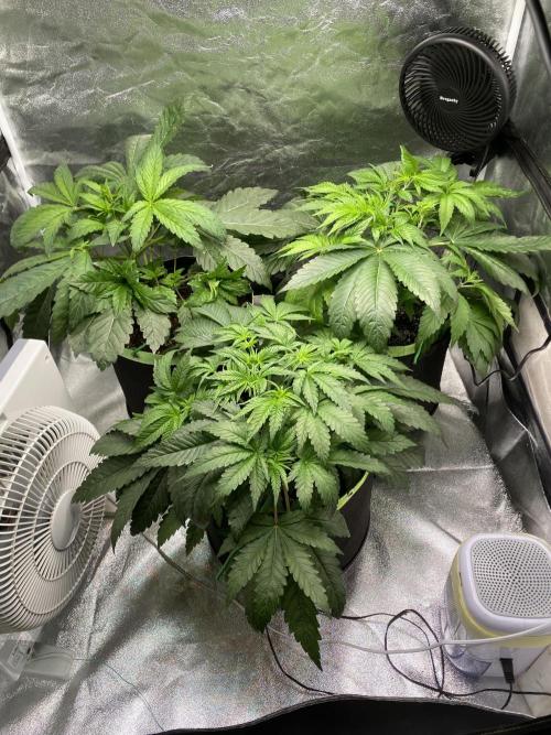 Gassy Bastard / Mambow Juice. Week 6 - d 36