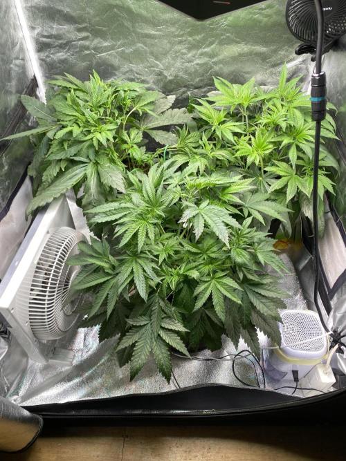 Gassy Bastard / Mambow Juice. Week 6 - d 42