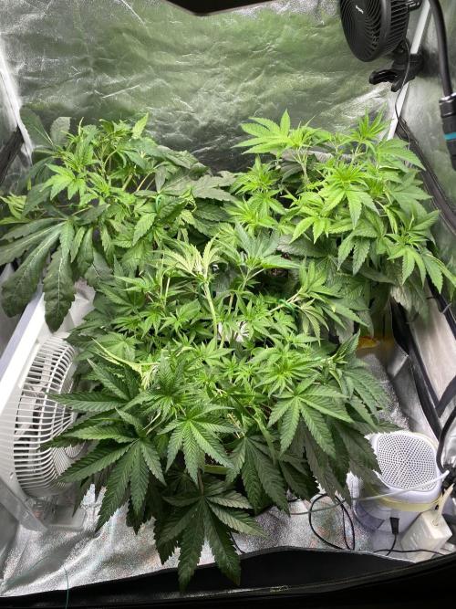 Gassy Bastard / Mambow Juice. Week 7 - d 43
