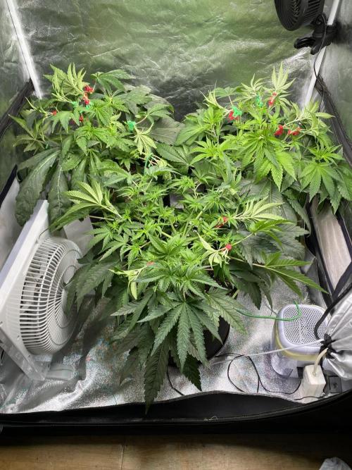 Gassy Bastard / Mambow Juice. Week 7 - d 44