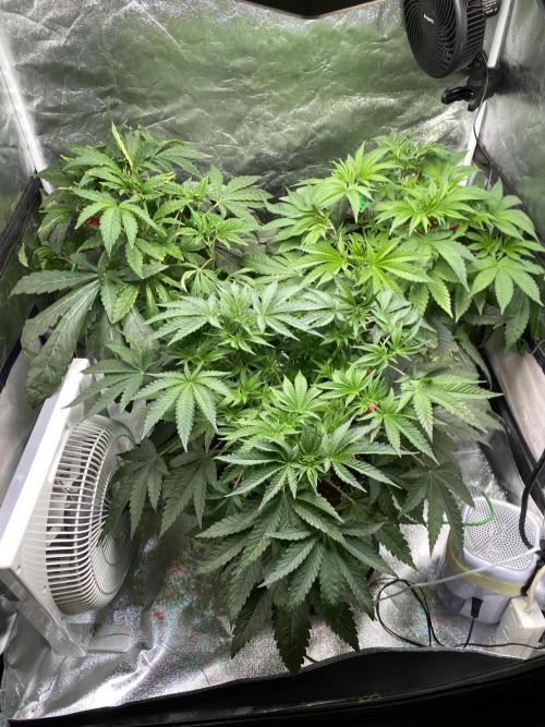 Gassy Bastard / Mambow Juice. Week 7 - d 45