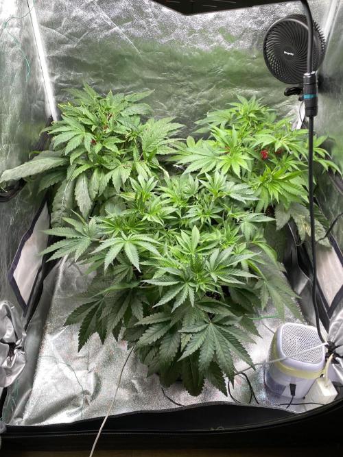 Gassy Bastard / Mambow Juice. Week 7 - d 46