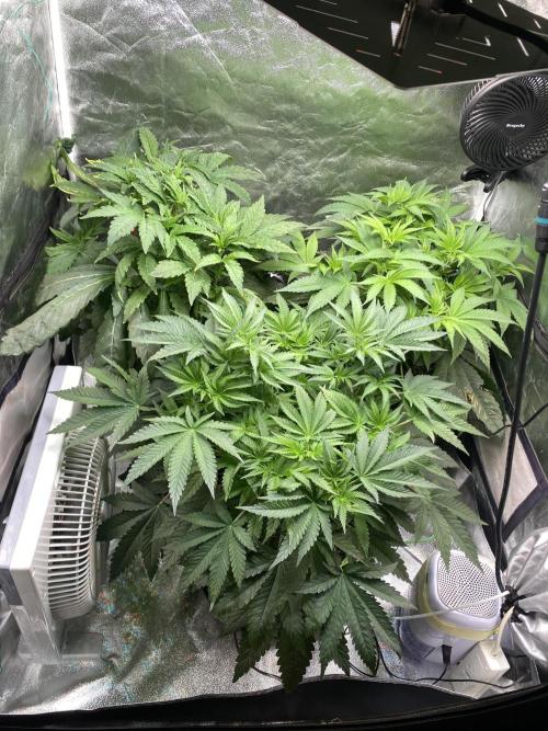 Gassy Bastard / Mambow Juice. Week 7 - d 47