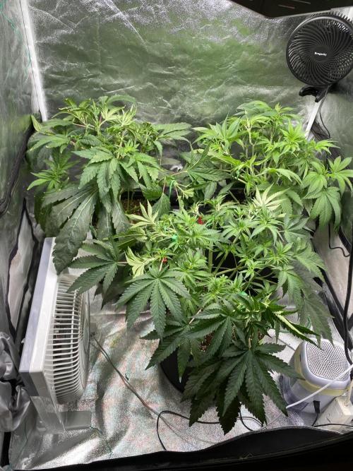 Gassy Bastard / Mambow Juice. Week 7 - d 47 after Lollipopping