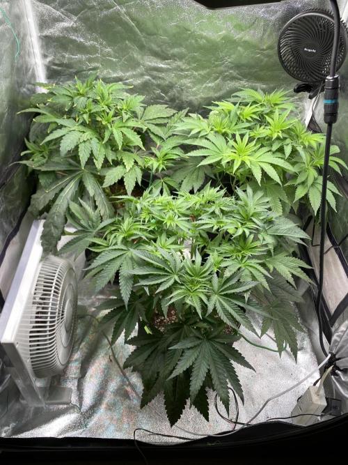 Gassy Bastard / Mambow Juice. Week 7 - d 48