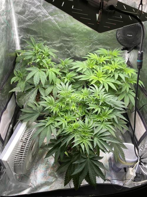 Gassy Bastard / Mambow Juice. Week 7 - d 49