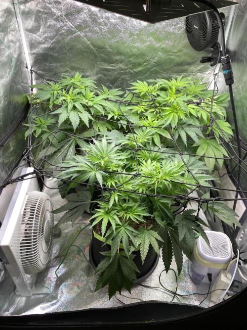 Gassy Bastard / Mambow Juice. Week 8 - d 50