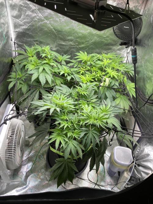 Gassy Bastard / Mambow Juice. Week 8 - d 51