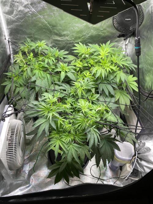 Gassy Bastard / Mambow Juice. Week 8 - d 52