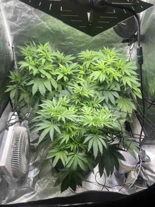 Gassy Bastard / Mambow Juice. Week 8 - d 53
