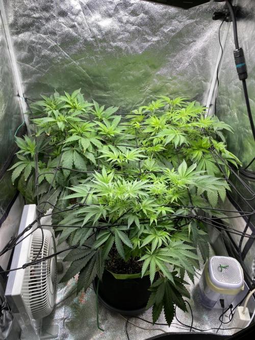 Gassy Bastard / Mambow Juice. Week 8 - d 54