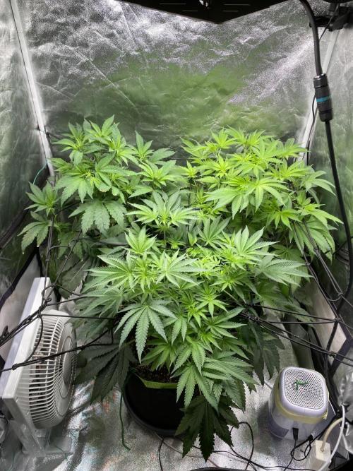 Gassy Bastard / Mambow Juice. Week 8 - d 55