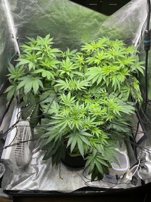 Gassy Bastard / Mambow Juice. Week 8 - d 56