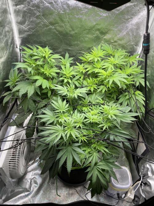 Gassy Bastard / Mambow Juice. Week 9 - d 57