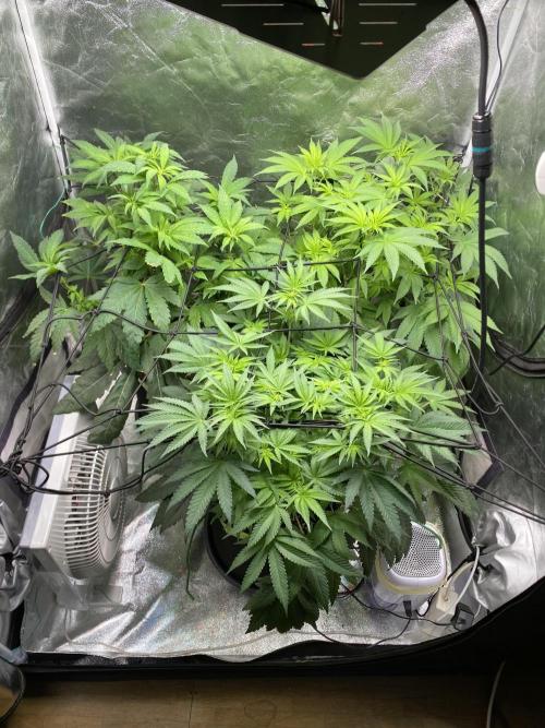 Gassy Bastard / Mambow Juice. Week 9 - d 58
