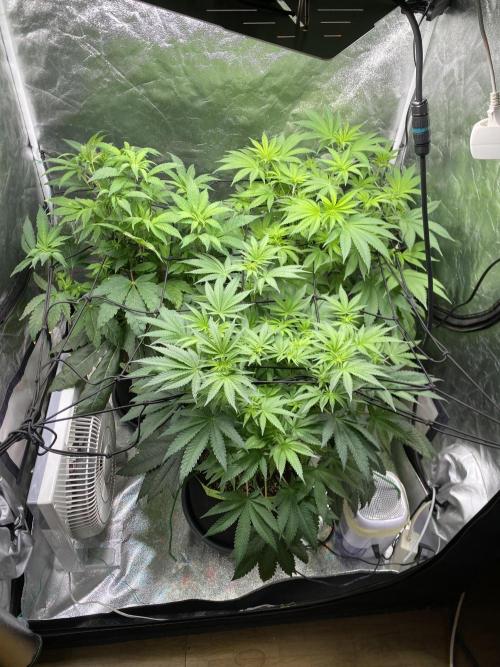 Gassy Bastard / Mambow Juice. Week 9 - d 59