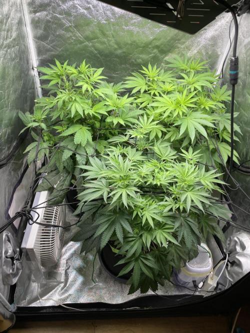 Gassy Bastard / Mambow Juice. Week 9 - d 60