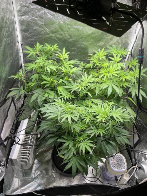 Gassy Bastard / Mambow Juice. Week 9 - d 61