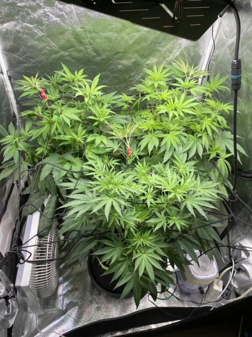 Gassy Bastard / Mambow Juice. Week 9 - d 62