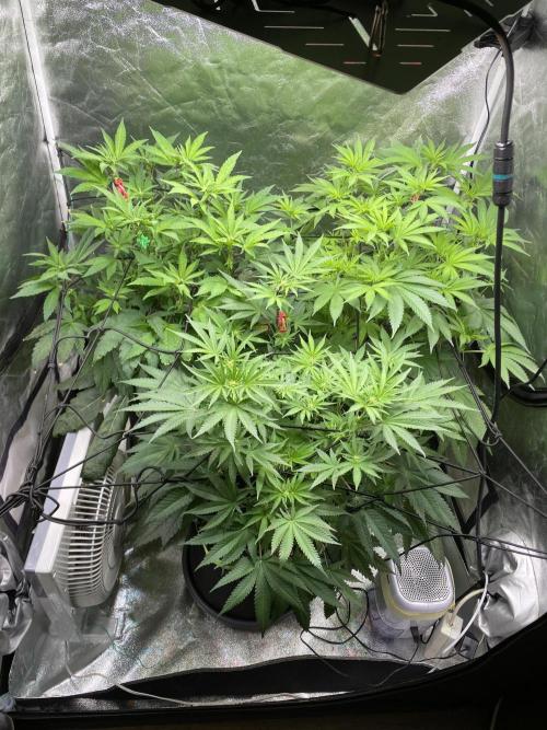 Gassy Bastard / Mambow Juice. Week 9 - d 63