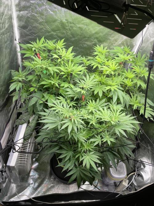 Gassy Bastard / Mambow Juice. Week 10 - d 64