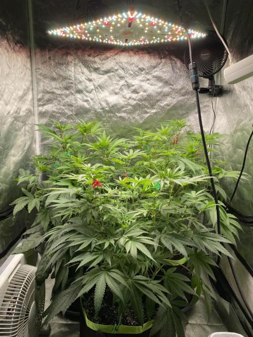 Gassy Bastard / Mambow Juice. Week 10 - d 64