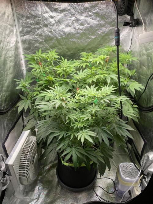 Gassy Bastard / Mambow Juice. Week 10 - d 65