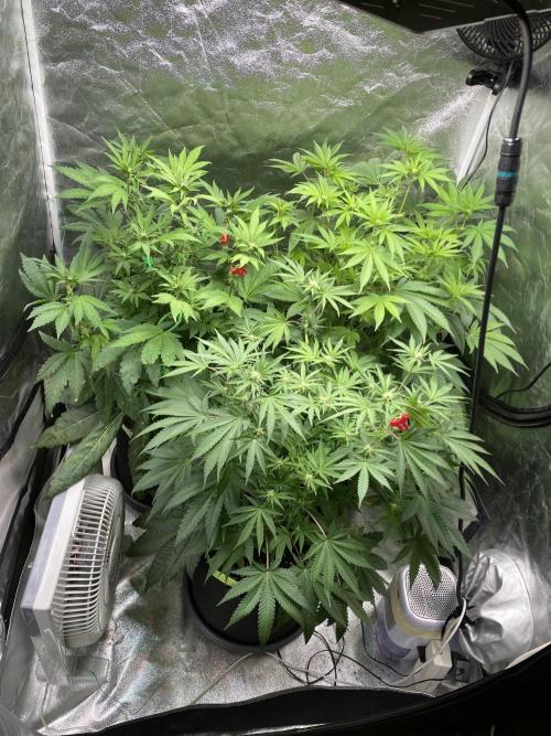 Gassy Bastard / Mambow Juice. Week 10 - d 67