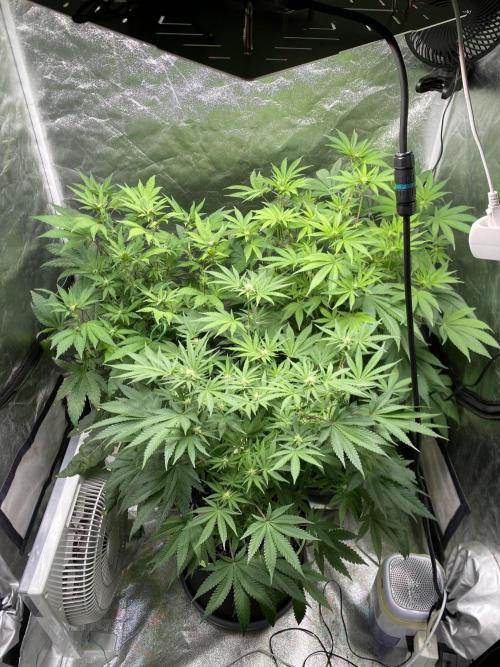 Gassy Bastard / Mambow Juice. Week 10 - d 68
