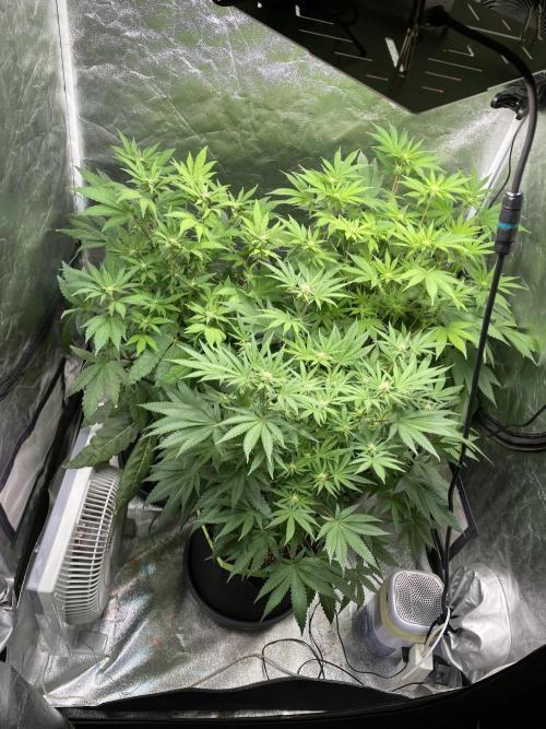 Gassy Bastard / Mambow Juice. Week 10 - d 69